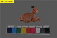 藏品(肉球皺蟹)的圖片